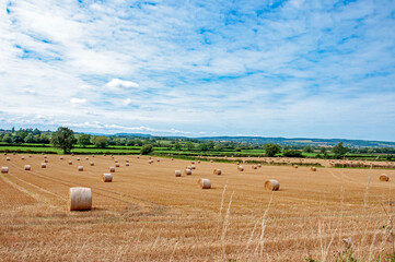 Fototapeta premium Straw bales in the autumn fields.