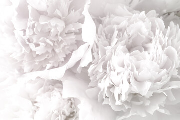 Beautiful blooming white peonies as background, closeup