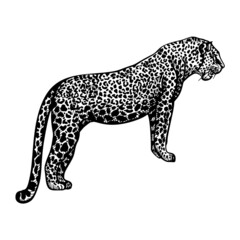 Leopard in engraving style isolated on white background. Hand drawn wildlife animal.