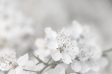 Cherry tree with white blossoms on blurred background, closeup. Spring season