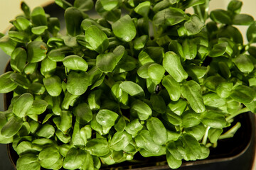 ripe microgreens on a light background, close-up, selective focus, soft focus