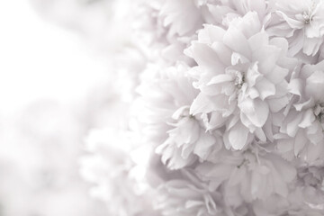 Fototapeta na wymiar Beautiful sakura blossom on blurred background, closeup. Space for text