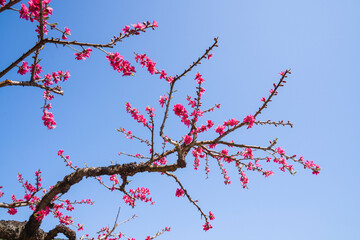 peach blossom bloom in an orchard