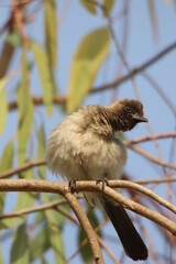 bird on a branch