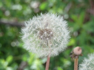 Dandelion