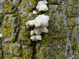Lichen on tree