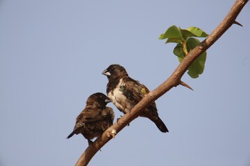 bronze-winged finches on a branch