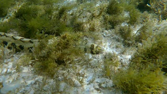 Snowflake moray or Starry moray ell (Echidna nebulosa) swims above seabed covered with Peacock's tail (Padina pavonica), Brown algae (Sargassum sp.) and Red algae (Liagora viscida) 4K-60fps
