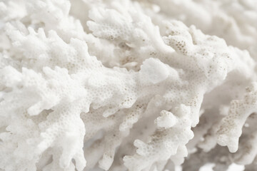 Beautiful exotic sea coral as background, closeup