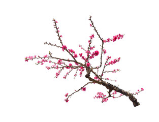 Peach blossom flower isolated on white