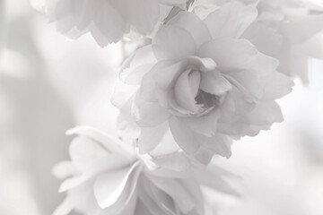 Fototapeta na wymiar Beautiful sakura blossom on blurred background, closeup