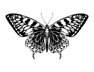 Obraz na płótnie Canvas Butterfly silhouette