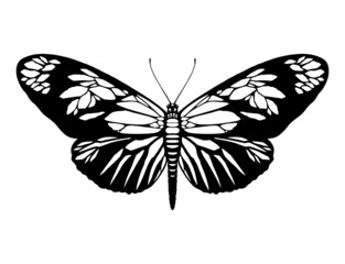 Butterfly silhouette