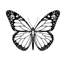 Butterfly silhouette