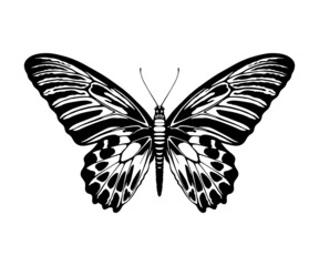 Butterfly silhouette