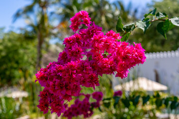 Large bush of pink-purple flowers close-up