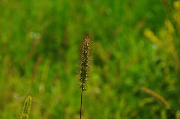 Long curved green and golden spike of cattail grass Setaria pumila, yellow foxtail, yellow bristle-grass, pigeon grass illuminated by sun rays in blurry background