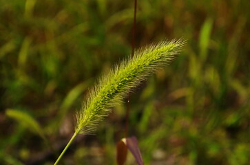 Long curved green and golden spike of cattail grass Setaria pumila, yellow foxtail, yellow bristle-grass, pigeon grass illuminated by sun rays in blurry background