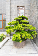 Bricks fence and Japanese podocarpus in Fukuoka prefecture