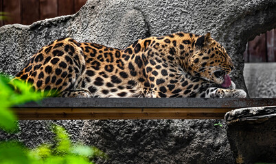 Amur leopard on the planking in its enclosure. Latin name - Panthera pardus orientalis - obrazy, fototapety, plakaty
