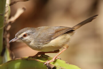 flycatcher on branch