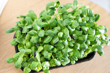 ripe microgreens on a light background, close-up, selective focus, soft focus