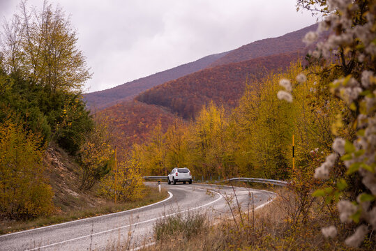 Road in autumn lanscape with colorful trees and plants