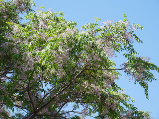 Melia azedarach (Rosary tree or Chinaberry) the flowers are small and fragrant with light purple or lilac petals, collected in cluster inflorescences, flowering occurs in spring-summer