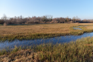Wet meadow in the Episy Sensitive Natural Space. French Gatinais regional nature park