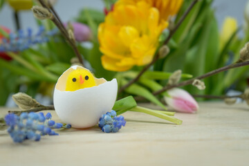 Wielkanocne tło, wiosenne kolorowe kwiaty, kurczak w skorupkach jajek.