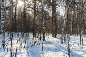 Beautiful landscape of winter snowy forest
