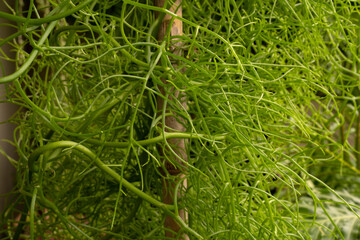 Succulent abstract background. Closeup view of Bowiea volubilis, also known as climbing onion, green stems beautiful pattern and texture.