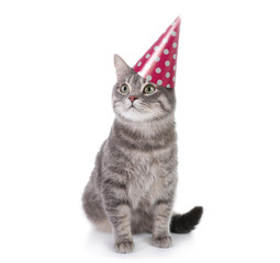 Gray tabby cat with party hat on white background