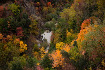 Autumn season lanscape with colorful trees and plants