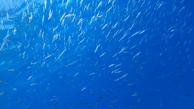 Massive school of small fish swims under surface in the blue water in morning sunlights. Silver-stripe round herring, slender sprat, or Kibinago minnow (Spratelloides gracilis). 4K-60fps