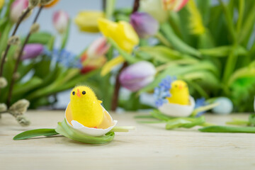 Wielkanocne tło, wiosenne kolorowe kwiaty, kurczaki w skorupkach jajek.