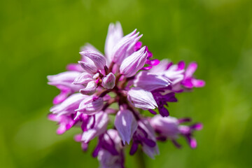 Dactylorhiza maculata flower in meadows