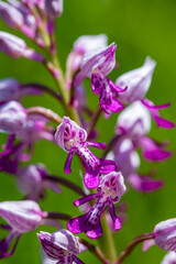 Dactylorhiza maculata flower growing in meadows, close up