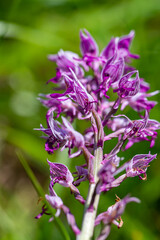 Dactylorhiza maculata flower growing in meadows, close up shoot