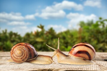 big mother helix snail and small child snail on the road trip