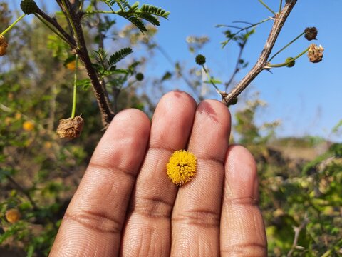 Vachellia nilotica flowers. Vachellia nilotica commonly known as gum arabic tree, babul, thorn mimosa, Egyptian acacia or thorny acacia is a tree in the family Fabaceae. It is a Wildflower.