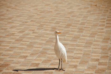 natural background white egyptian heron close-up