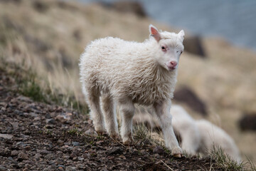 Obraz premium little lambs by the road