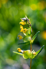 Rhinanthus glacialis flower growing in meadow, macro