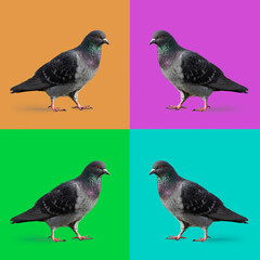 Composite with four pigeons  walking on the ground isolated with a multi colored background