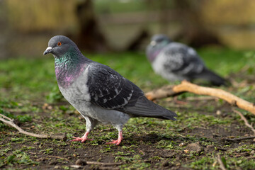 pigeon  walking on the ground with sand and plants in a parc animal in the city