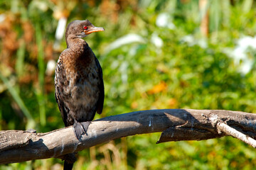 Red Eyed Cormorant in Africa
