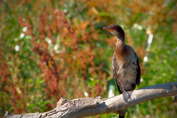 Red Eyed Cormorant in Africa