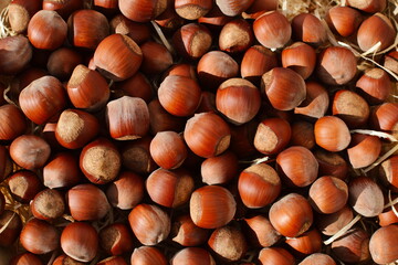 Heap of natural ripe shelled hazelnuts
