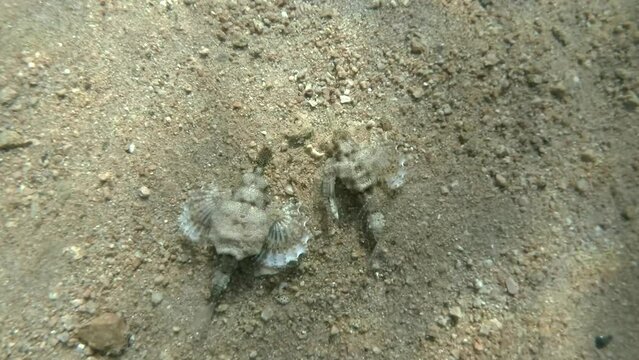 Pair of Seamoth move slowly one after another on the sandy bottom in sun rays (mating season). Pegasus, Little Dragonfish or Common Seamoth (Eurypegasus draconis)